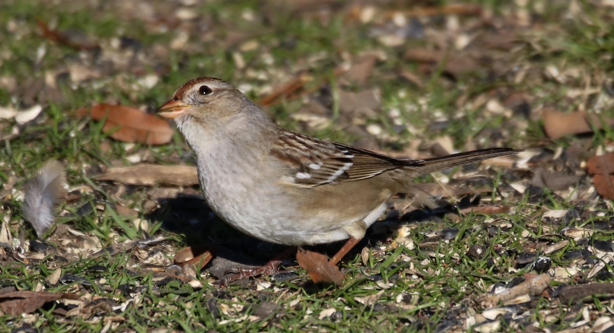 White-crowned Sparrow (Dark-lored) - ML614498323