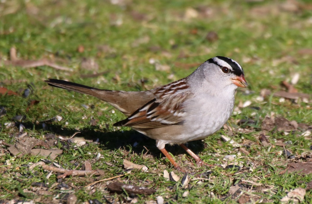 White-crowned Sparrow (Dark-lored) - ML614498329