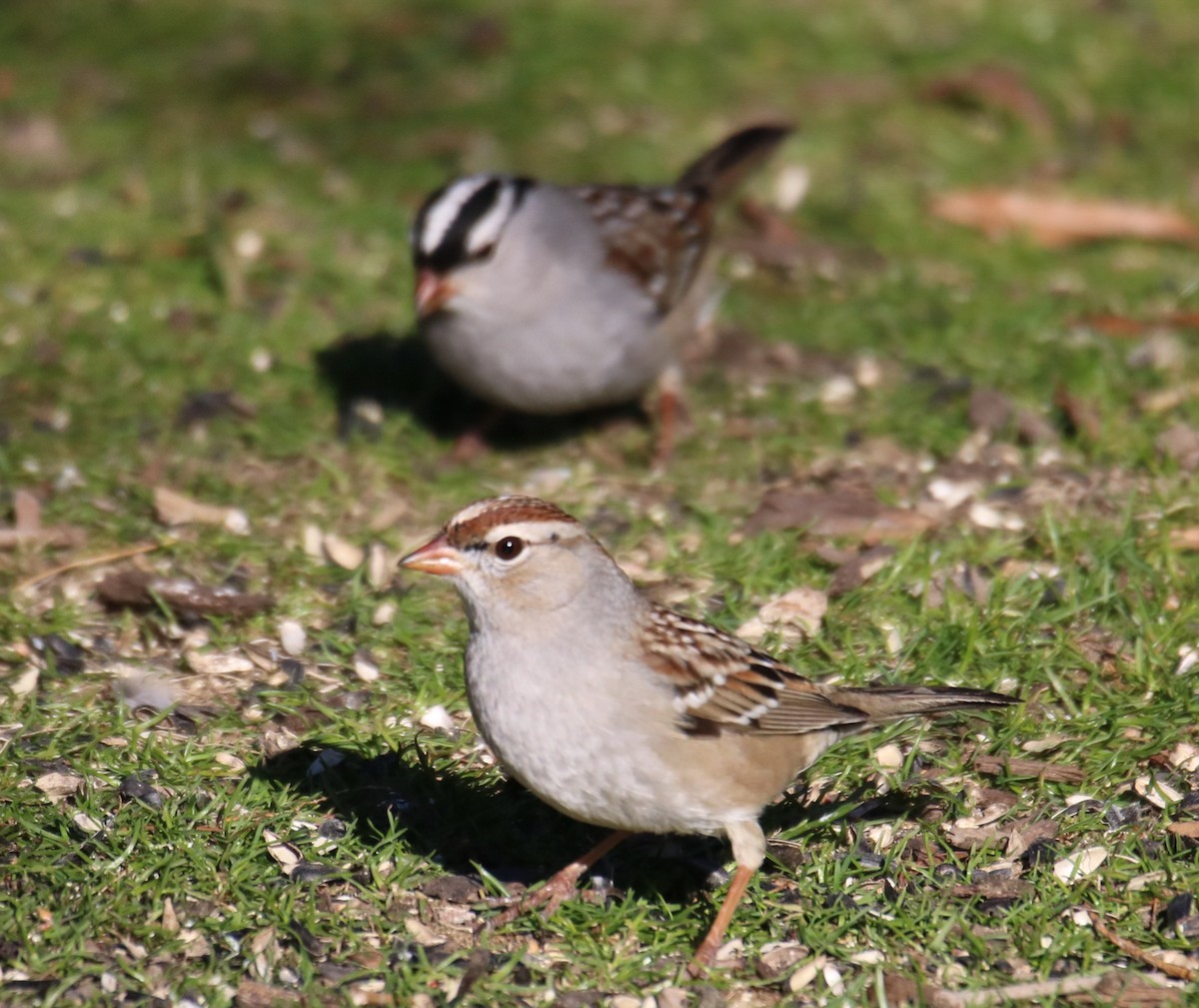 White-crowned Sparrow (Dark-lored) - Kelly Krechmer