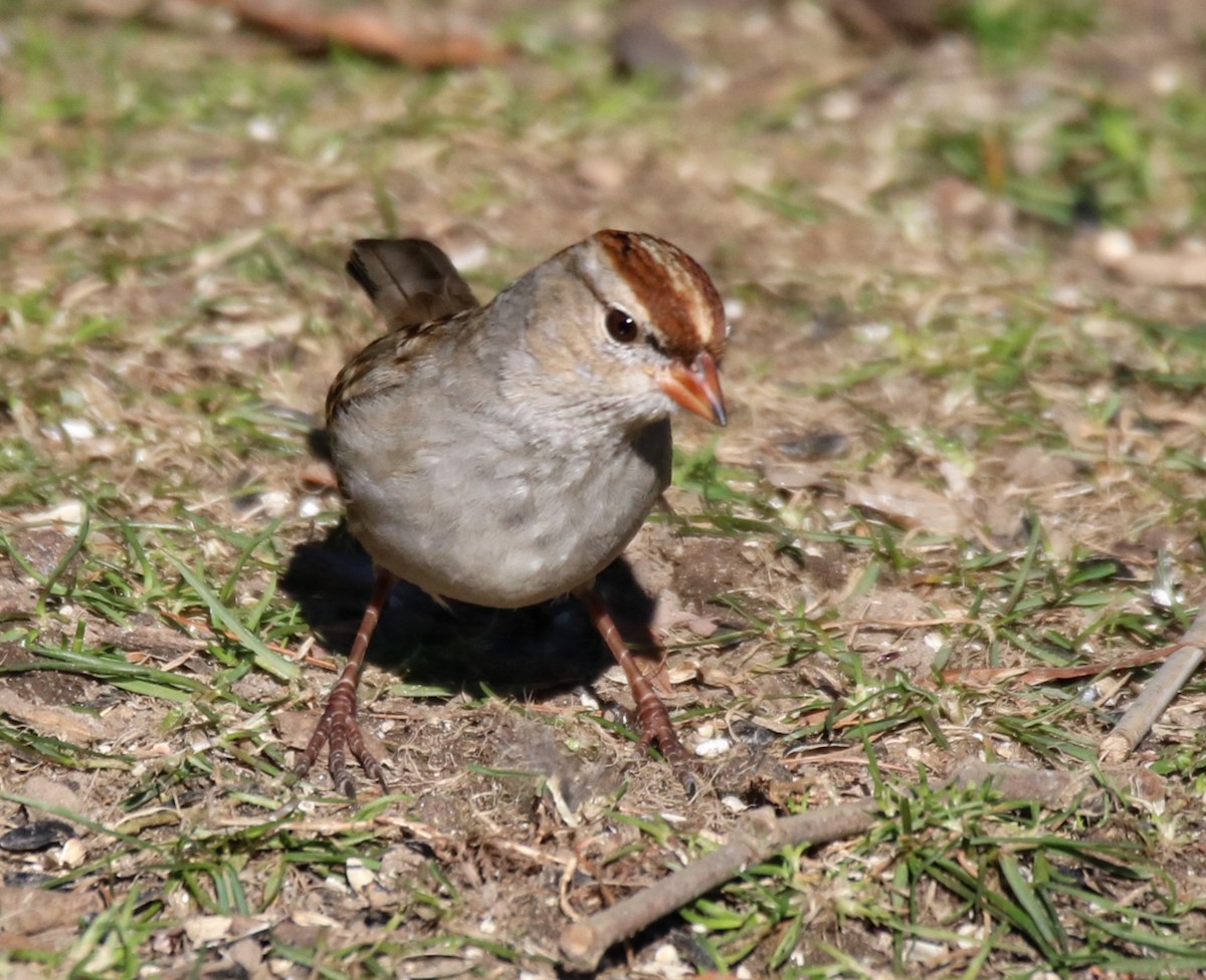 White-crowned Sparrow (Dark-lored) - ML614498331
