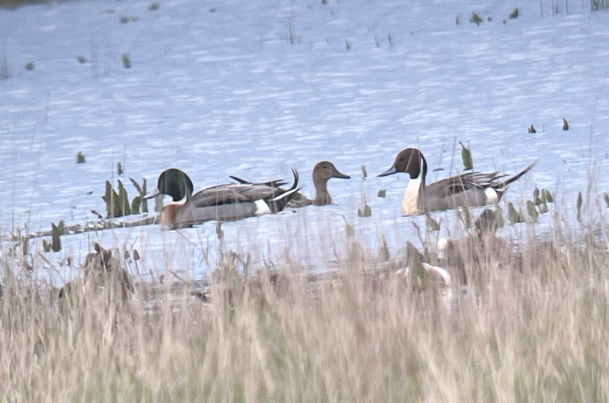 Mallard x Northern Pintail (hybrid) - Jonah  Benningfield