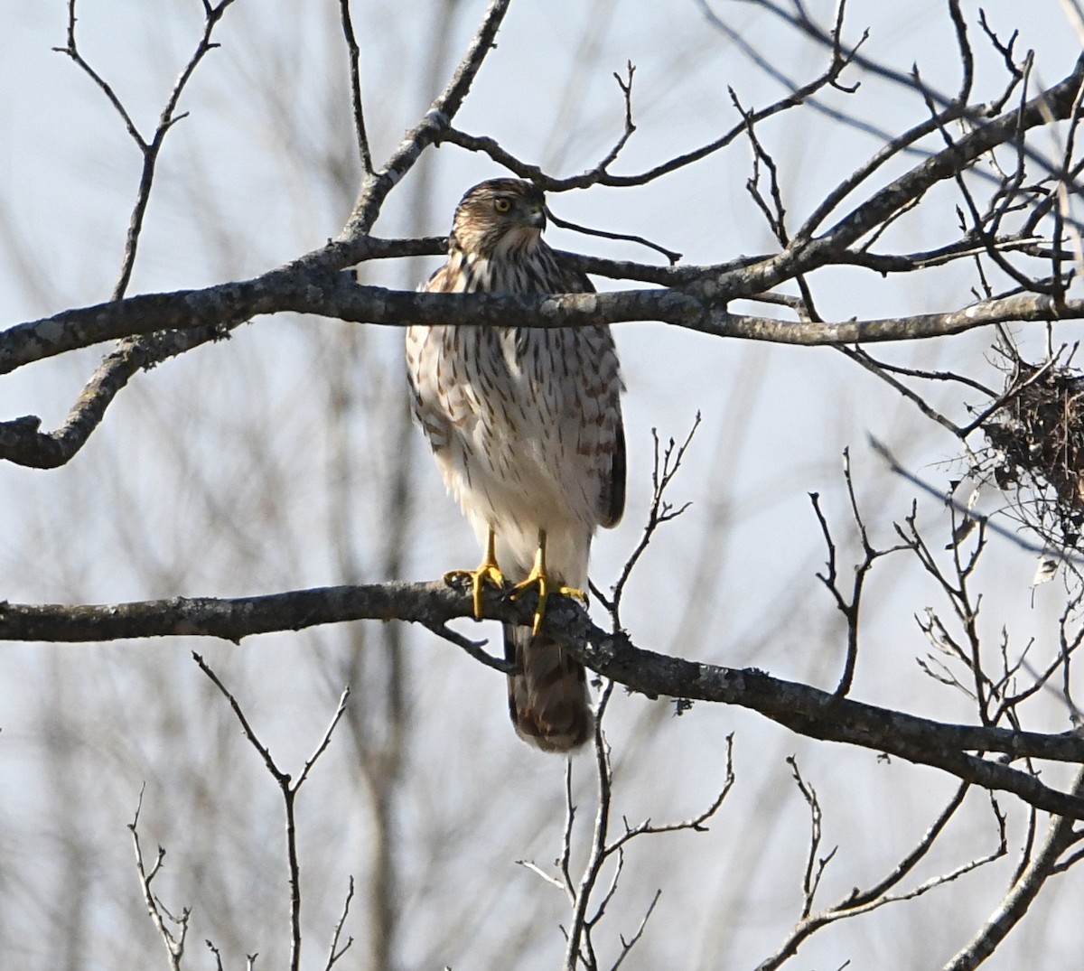 Sharp-shinned Hawk - Glenn Wyatt