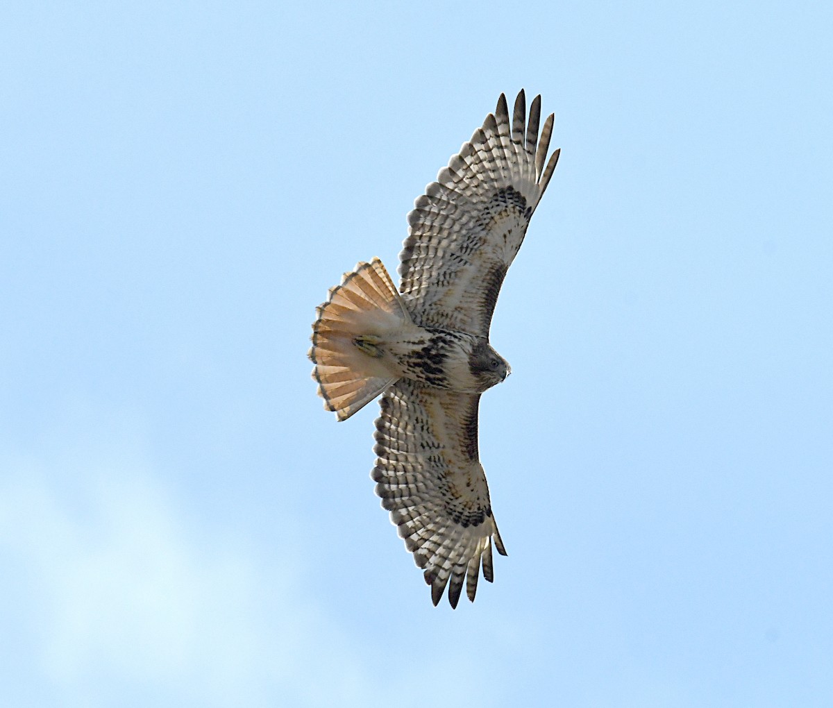 Red-tailed Hawk - ML614498355