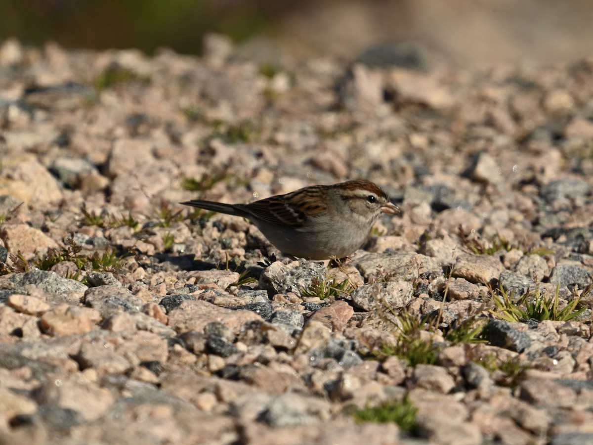 Chipping Sparrow - William Woody