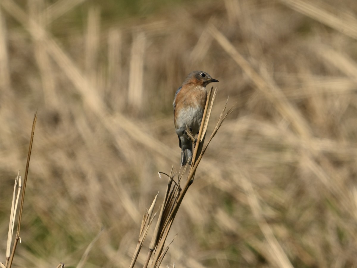 Eastern Bluebird - William Woody