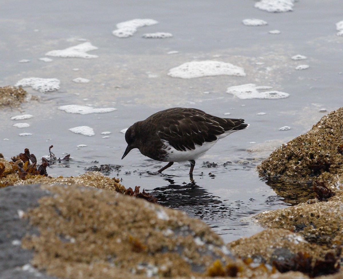 Black Turnstone - ML614498397