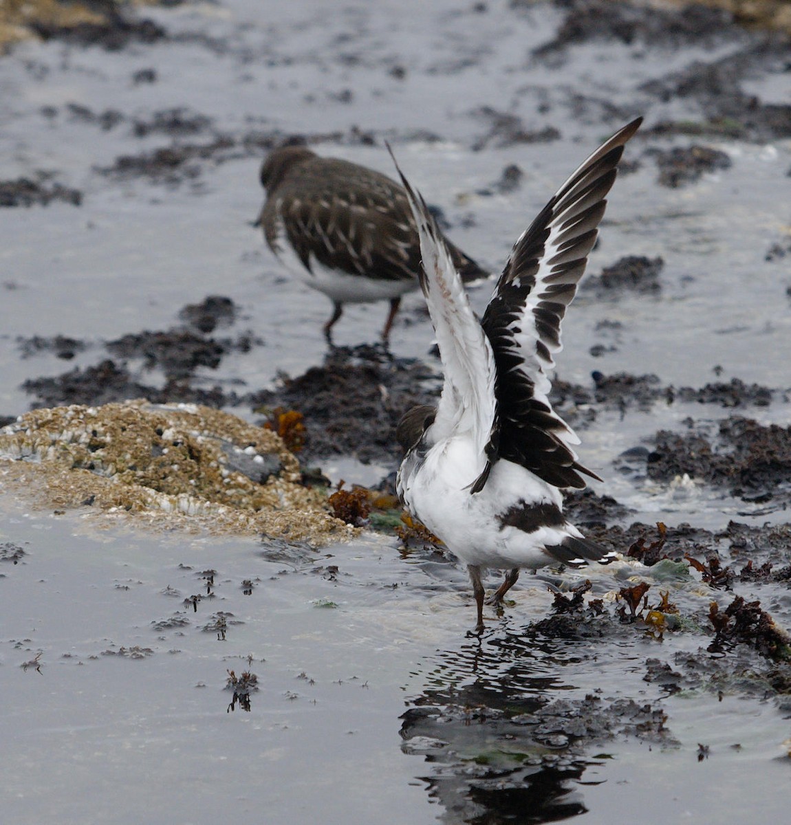 Black Turnstone - ML614498414