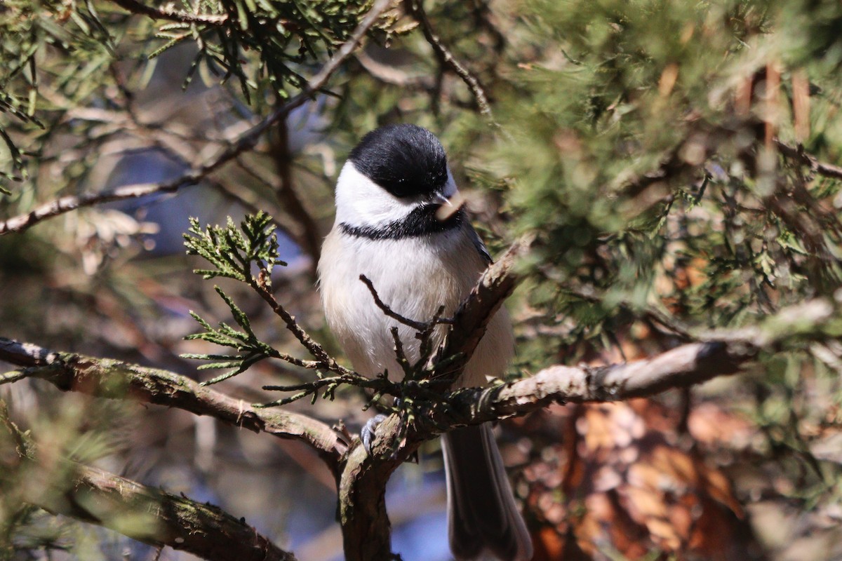 Black-capped Chickadee - Sharon Nethercott