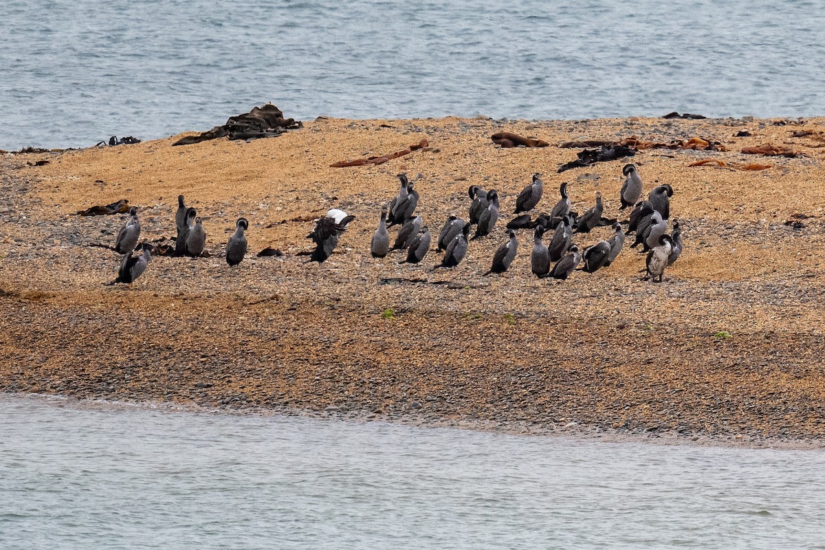 Cormorán Moteado - ML614498470