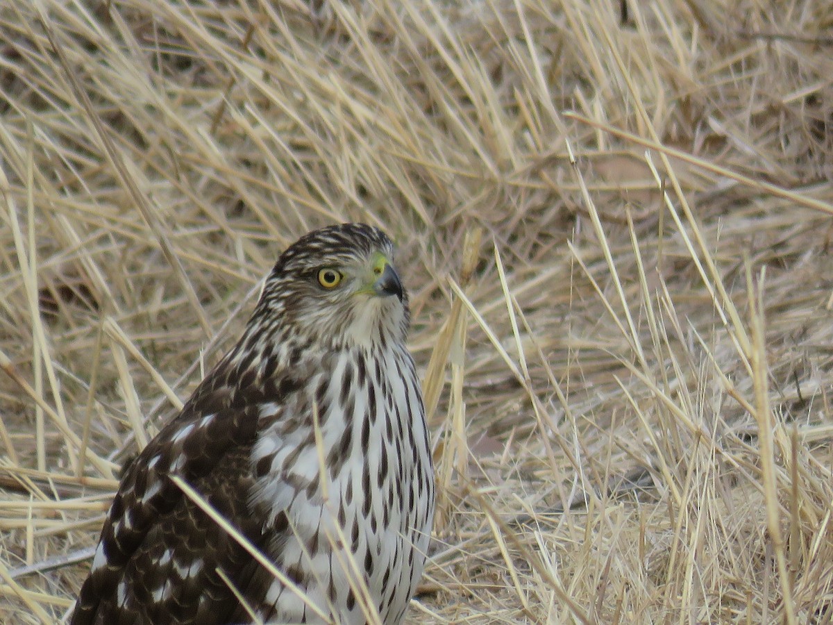 Cooper's Hawk - ML614498483