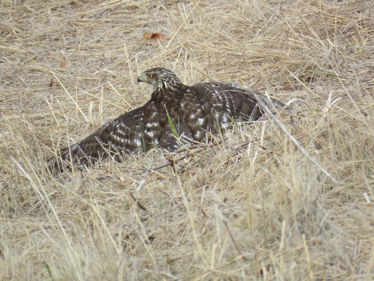 Cooper's Hawk - ML614498484