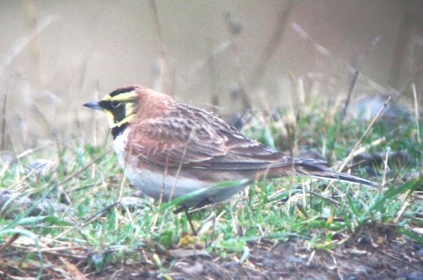 Horned Lark - ML614498546