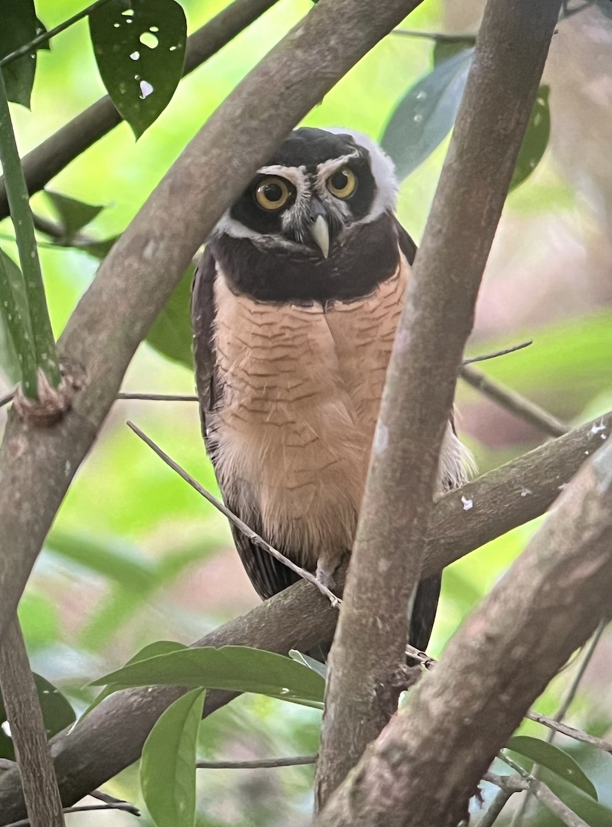 Spectacled Owl - ML614498574