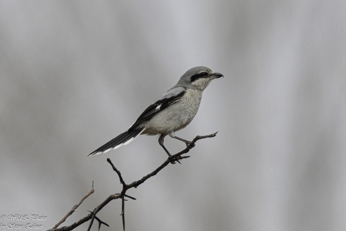 Northern Shrike - Steve Zehner