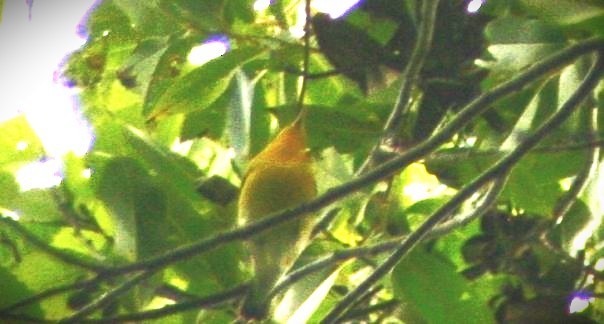 Prothonotary Warbler - ML614498628