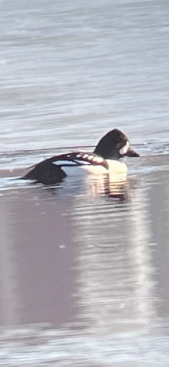 Barrow's Goldeneye - ML614498689