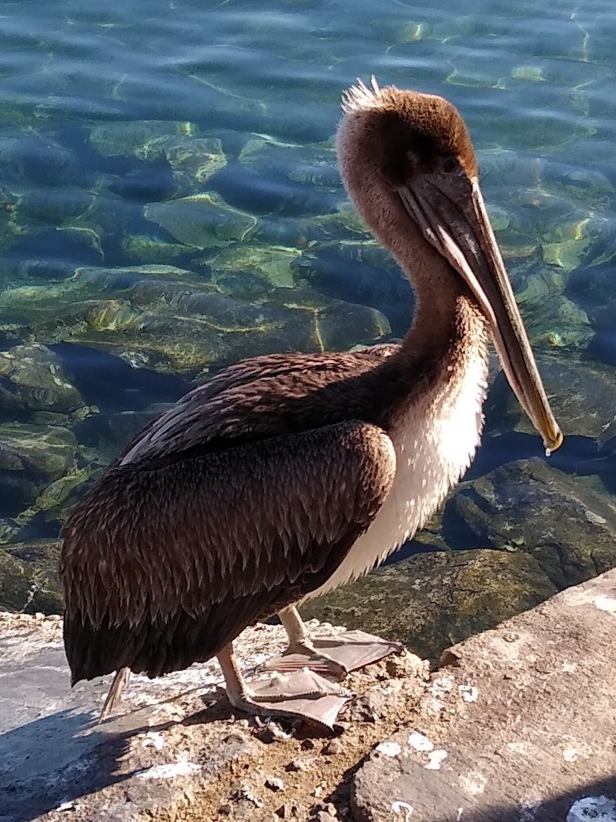 pelikán hnědý - ML614498708
