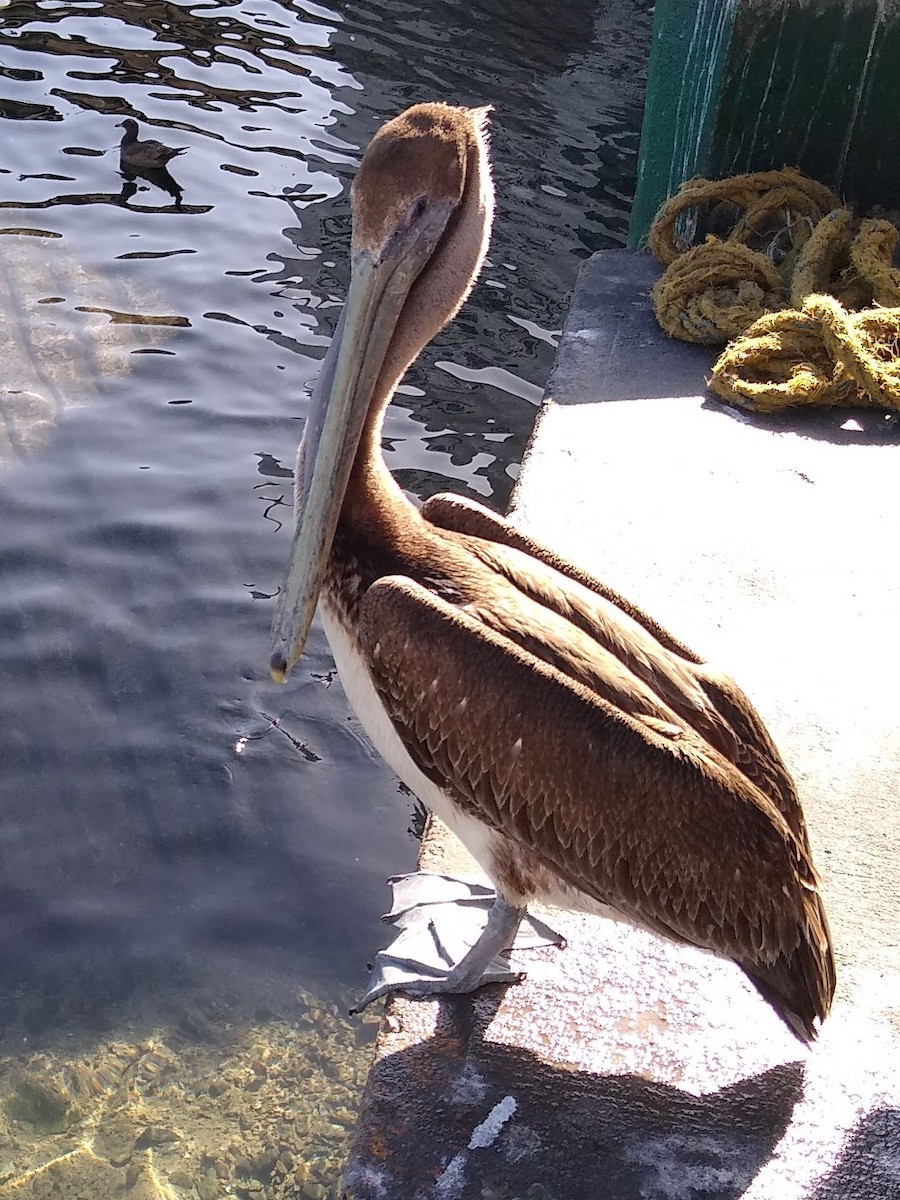 pelikán hnědý - ML614498753