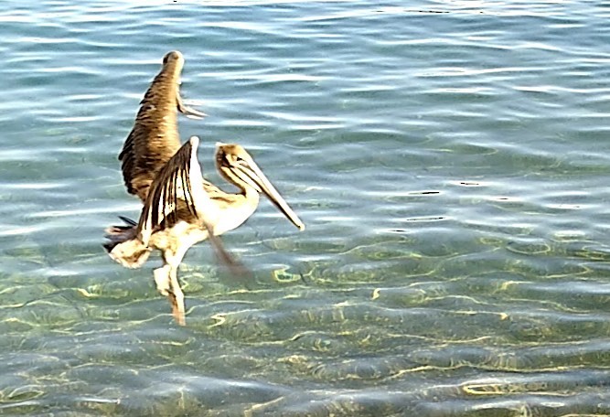 Brown Pelican - ML614498810