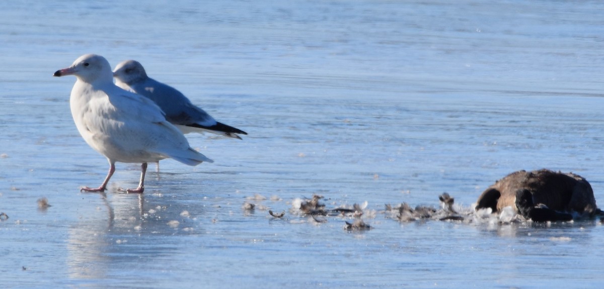 Glaucous Gull - ML614498847