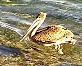 pelikán hnědý - ML614498881
