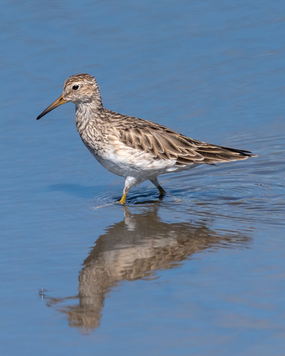 Pectoral Sandpiper - Pablo Maass Zepeda