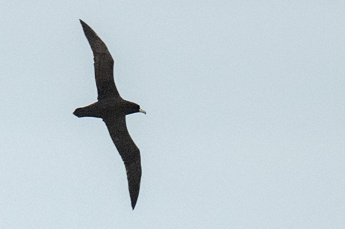 White-chinned Petrel - ML614498929