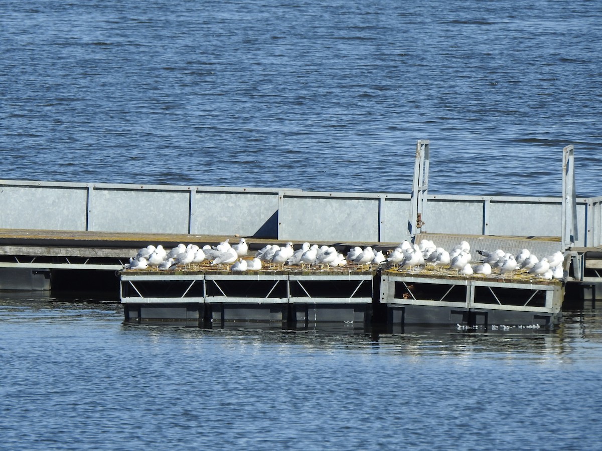 Ring-billed Gull - ML614498935