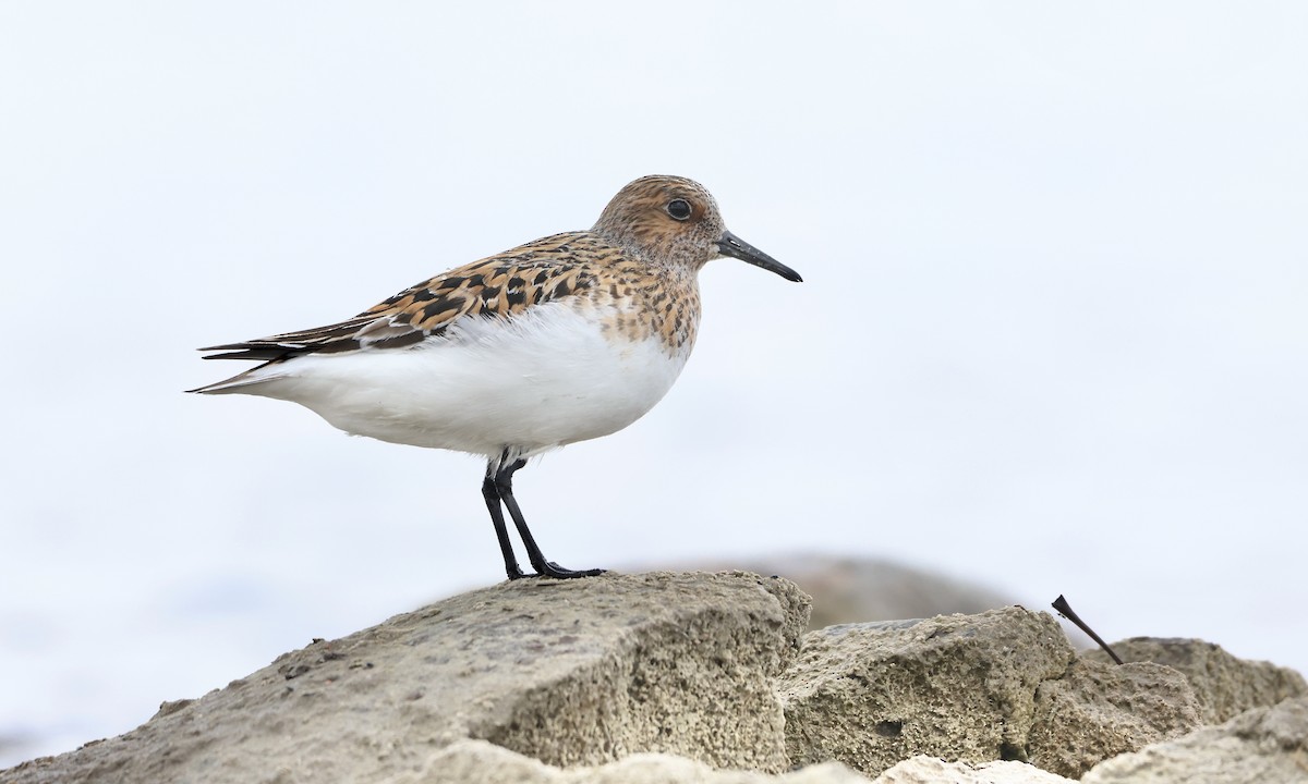 Sanderling - Evan Larson