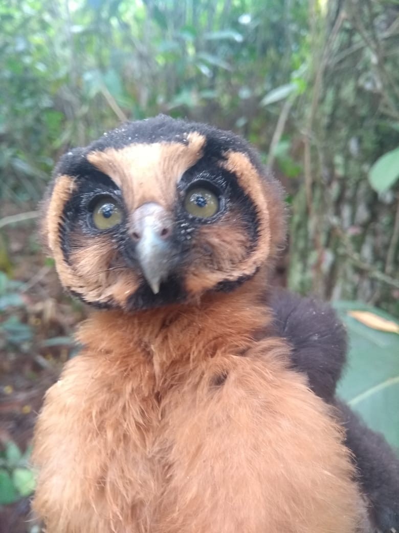 Buff-fronted Owl - ML614498954