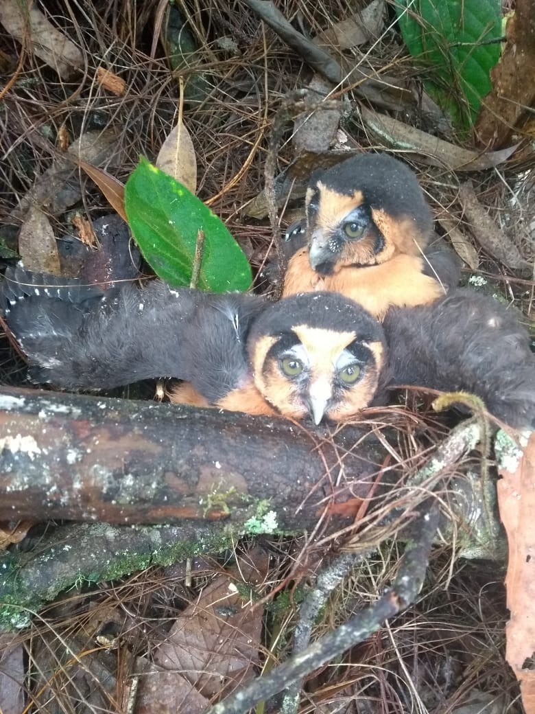 Buff-fronted Owl - ML614498955