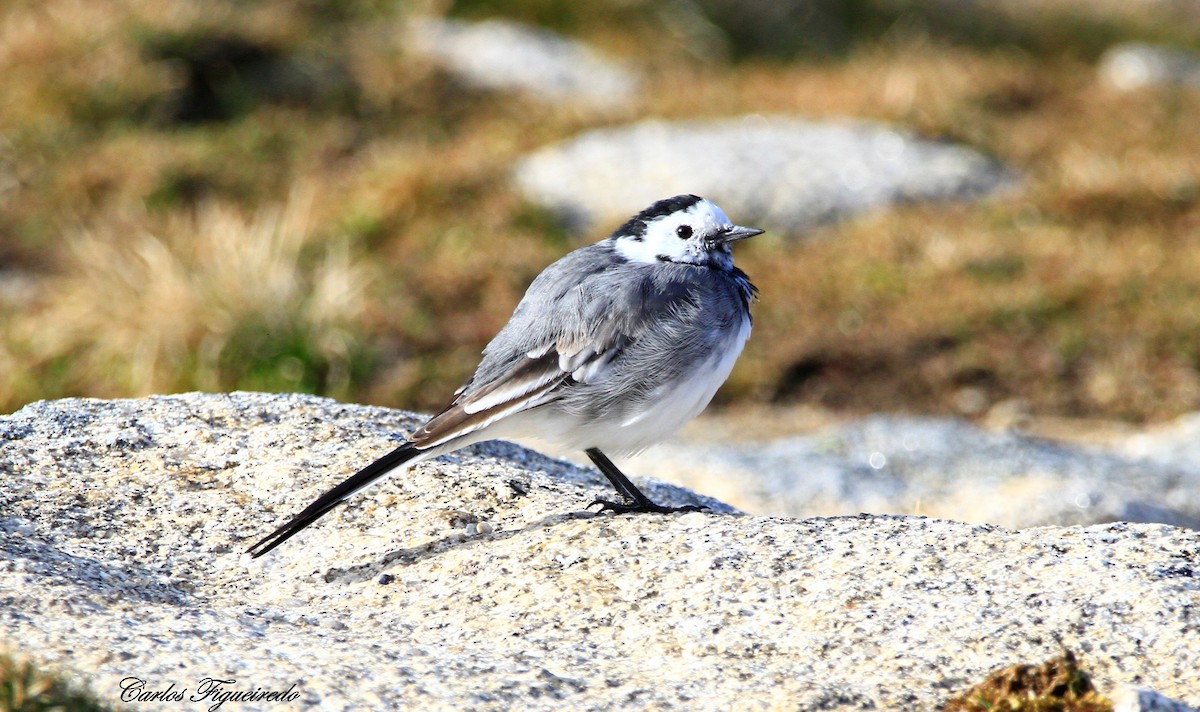 White Wagtail - Carlos Figueiredo