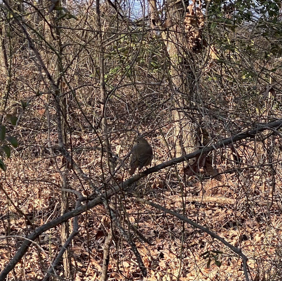 Hermit Thrush - Judy Walker