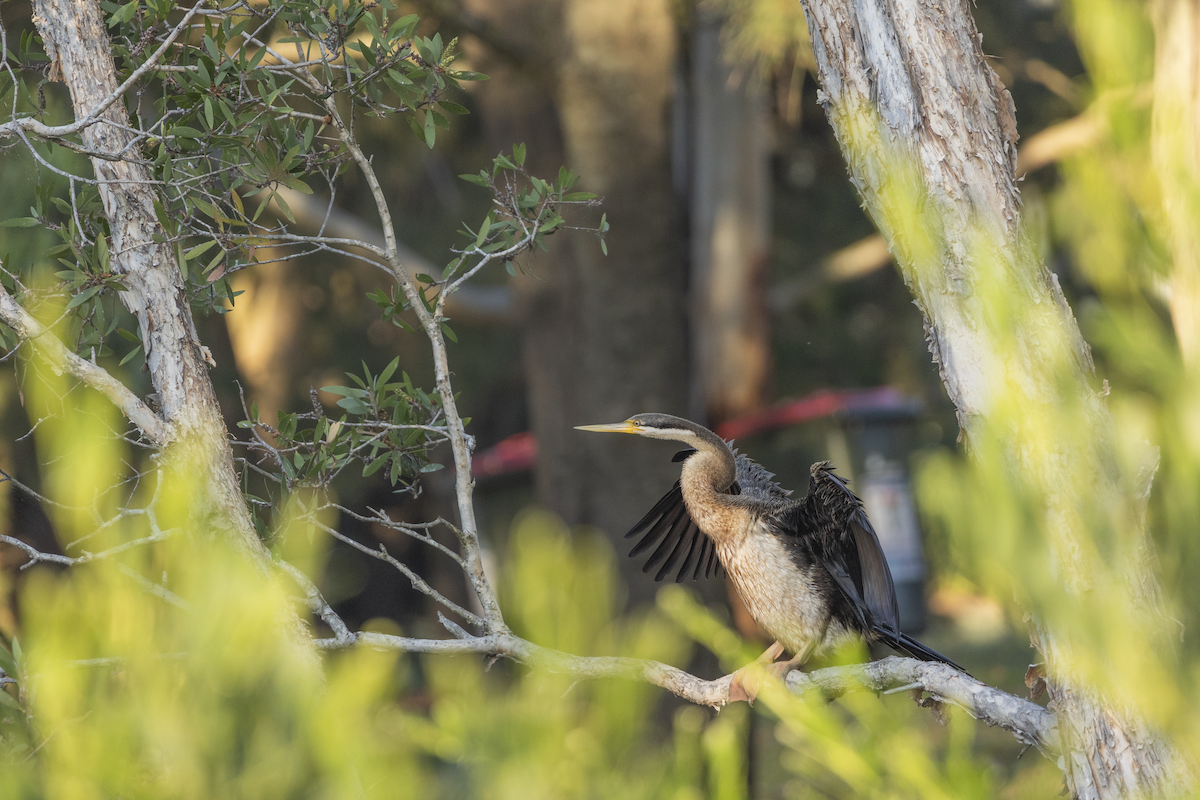 Australasian Darter - ML614499203