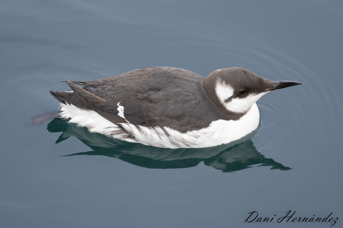 Common Murre - Dani Hernández