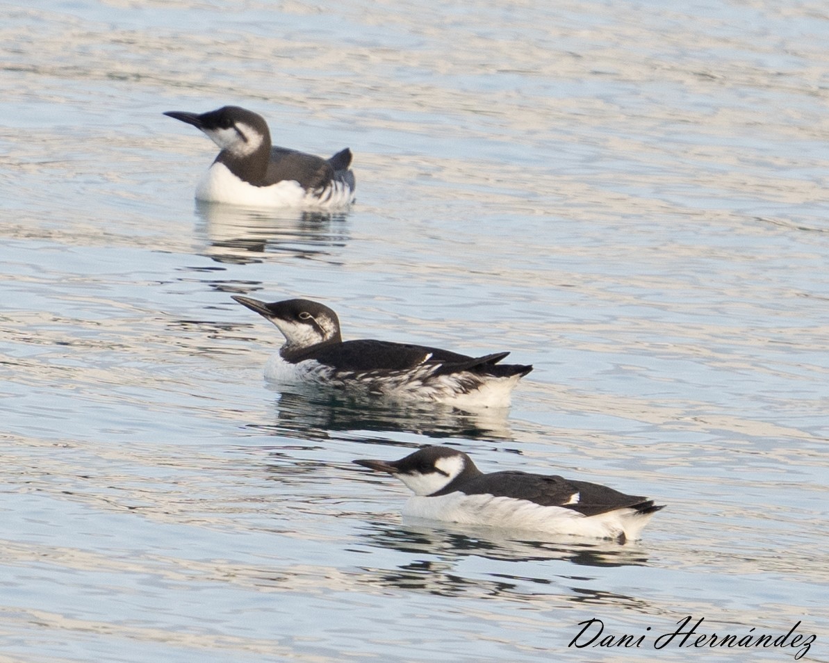 Common Murre - Dani Hernández