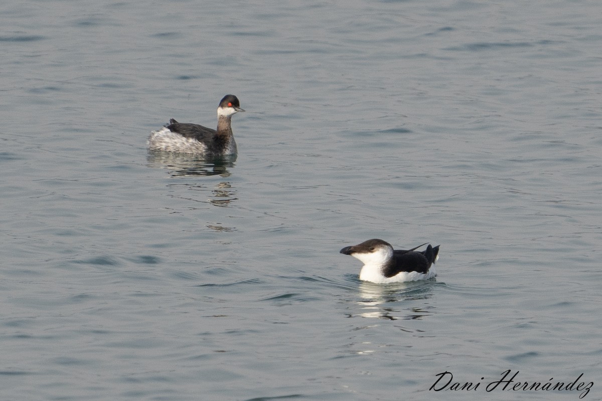 Eared Grebe - Dani Hernández