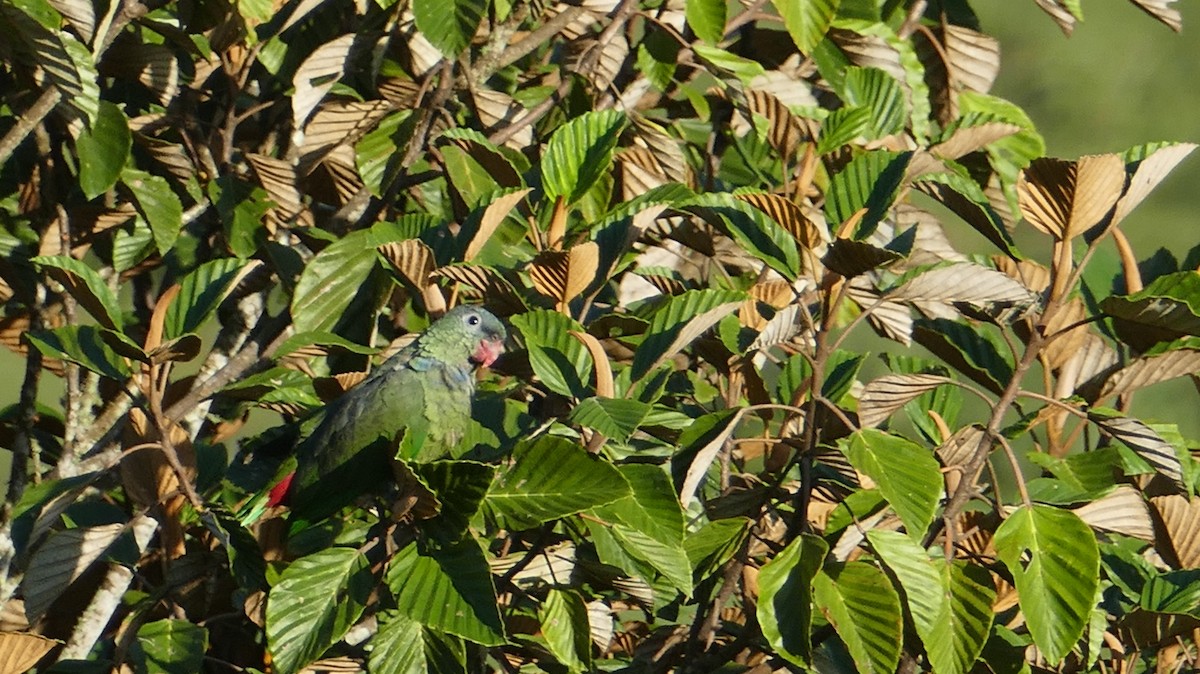 Папуга-червоногуз зеленоголовий - ML614499361