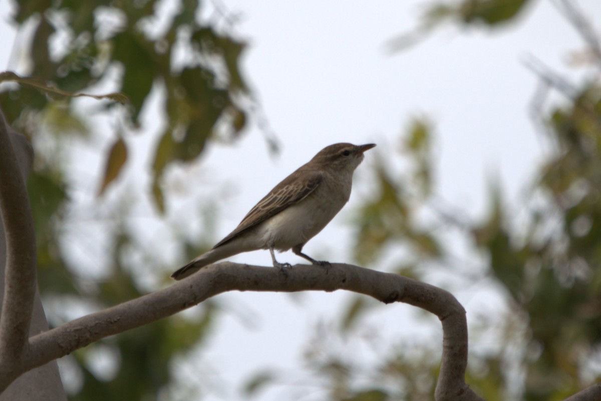 White-winged Triller - Daniel Traub