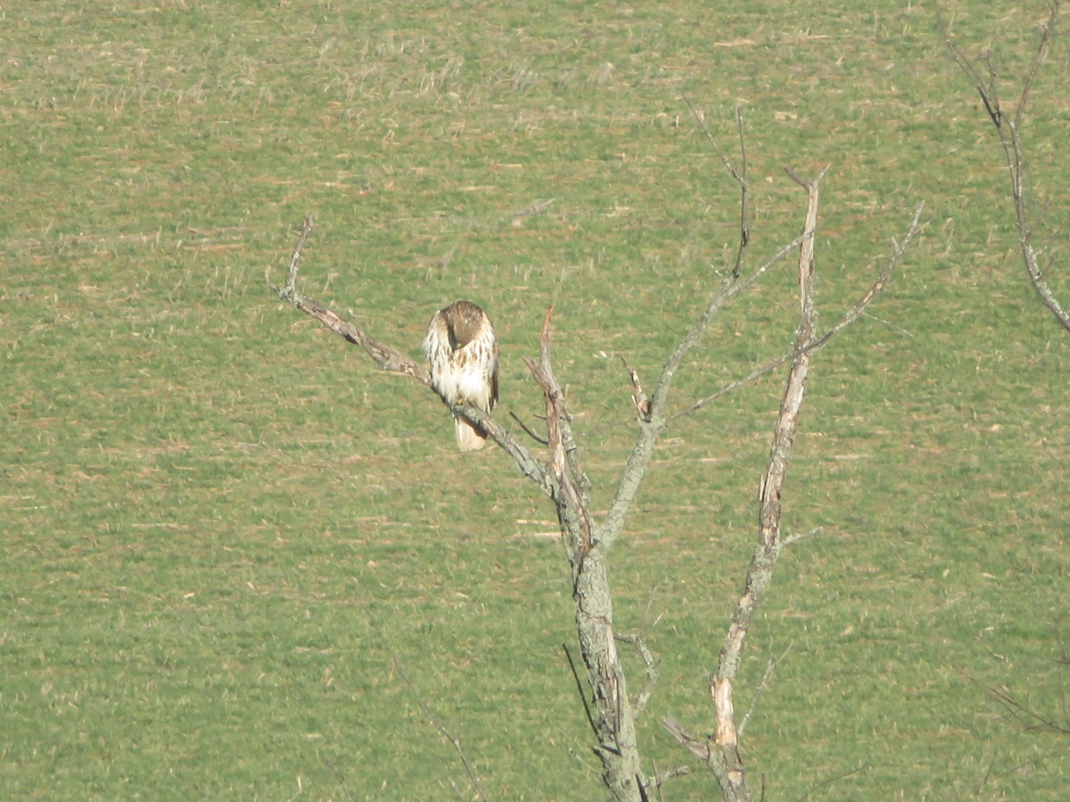 Red-tailed Hawk - ML614499474
