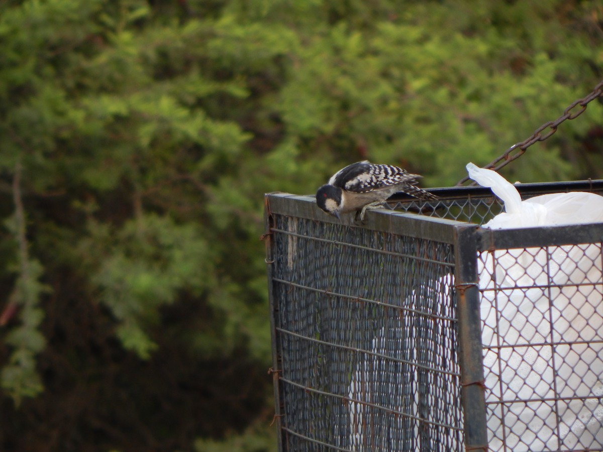 White-fronted Woodpecker - Bautista Cerminato