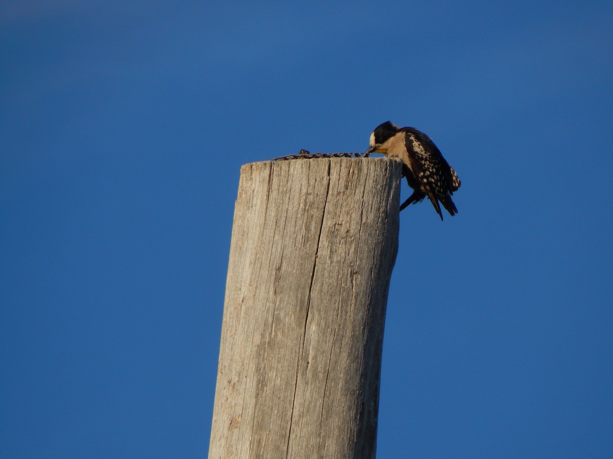 White-fronted Woodpecker - Bautista Cerminato