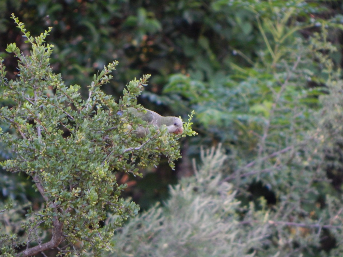 Monk Parakeet - ML614499636