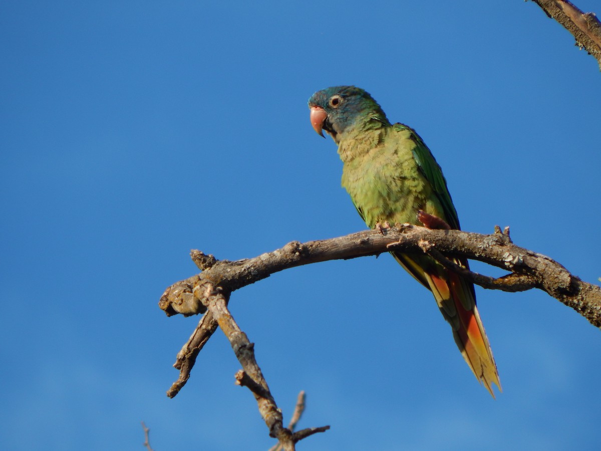 Blue-crowned Parakeet - ML614499654