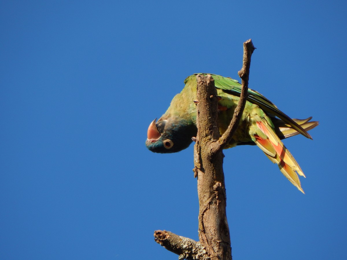 Blue-crowned Parakeet - Bautista Cerminato