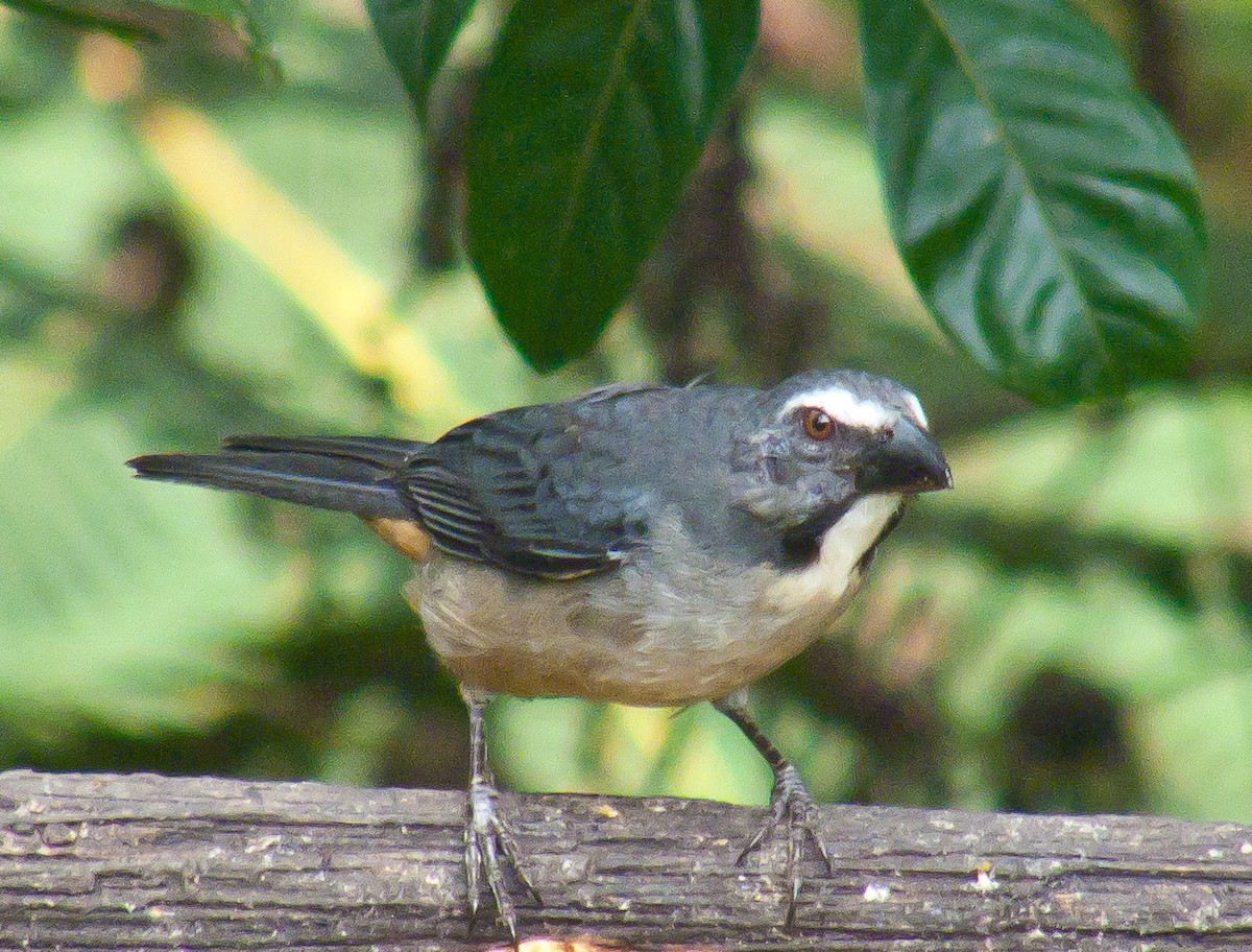 Pepitero Grisáceo del Amazonas - ML614499662