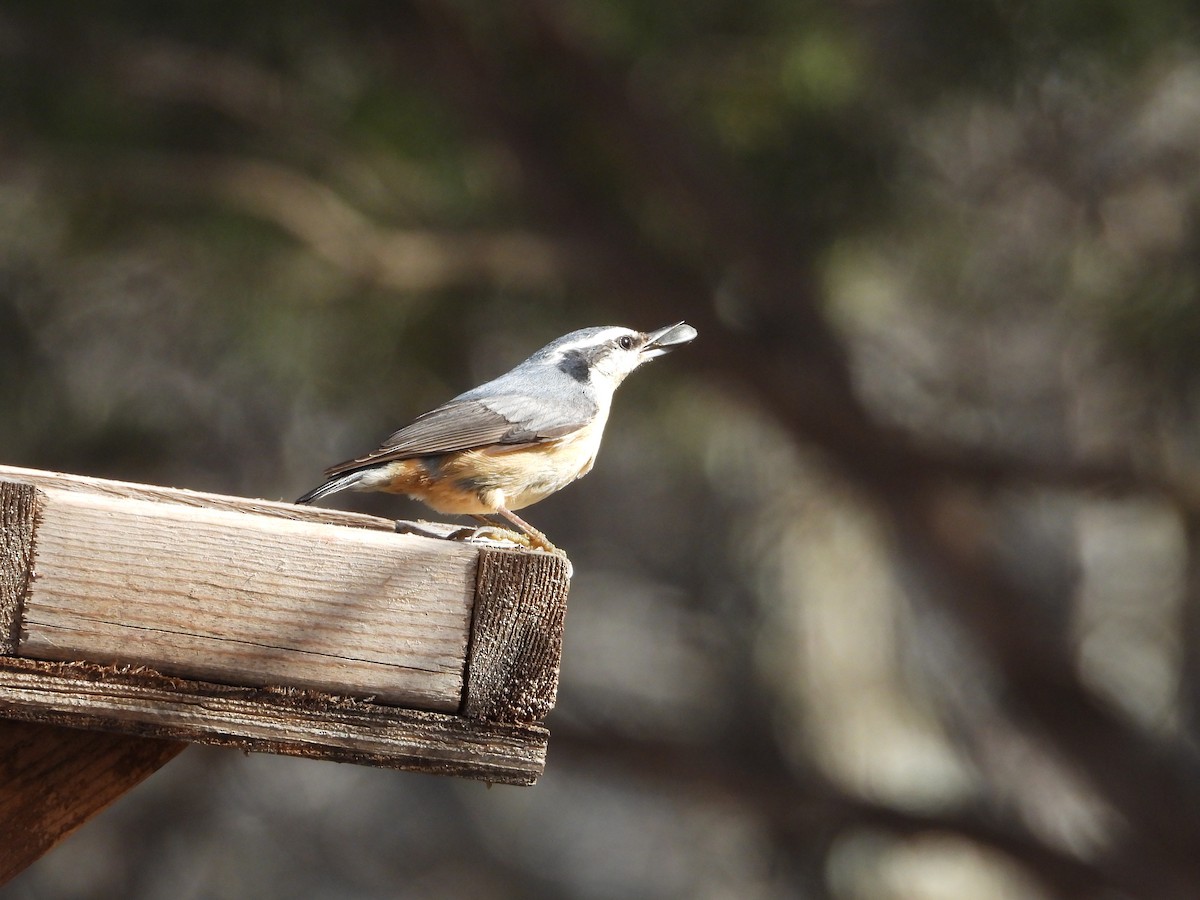 Red-breasted Nuthatch - ML614499667