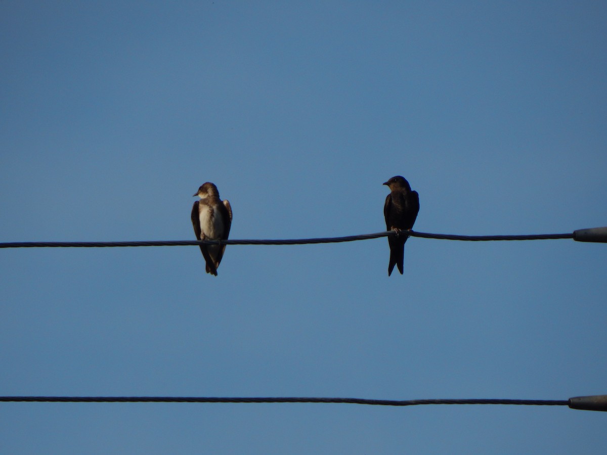 Golondrina Sureña - ML614499673