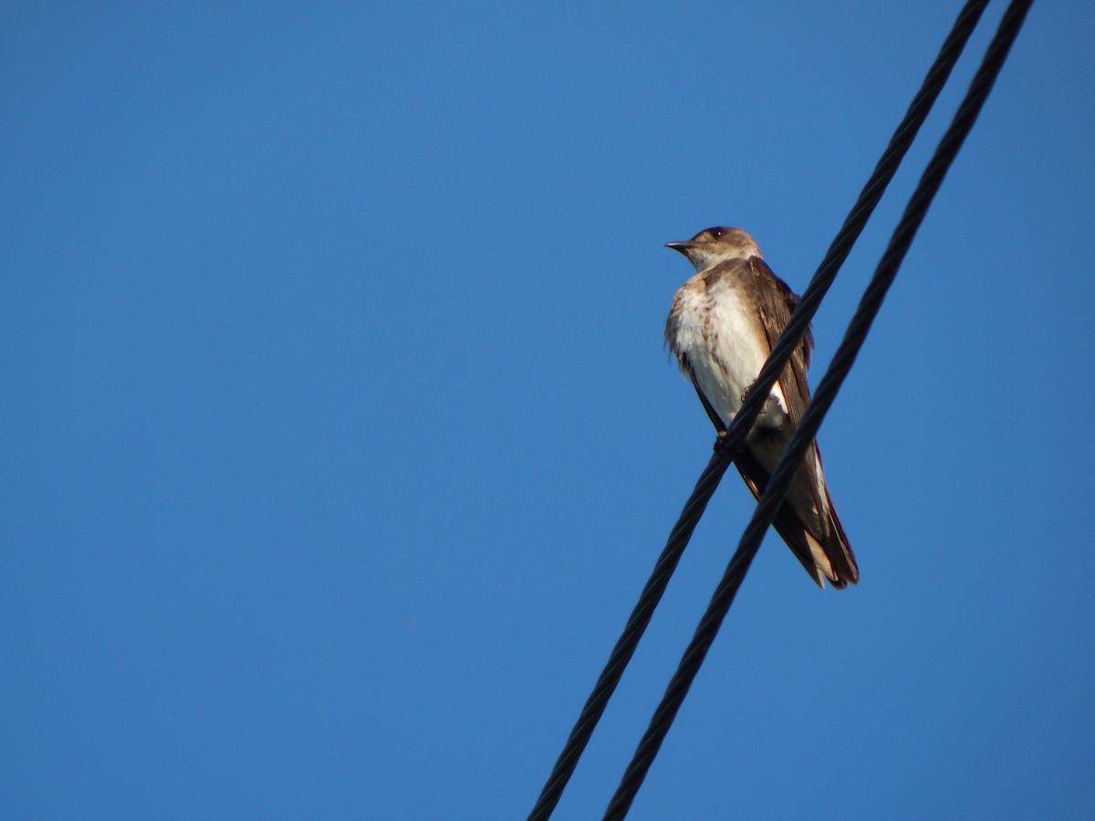 Brown-chested Martin - ML614499693