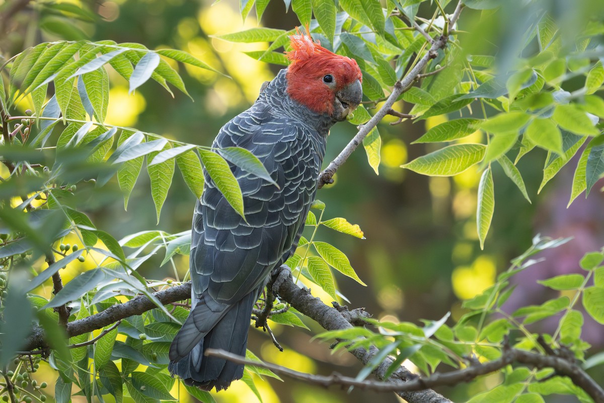 Gang-gang Cockatoo - ML614499726